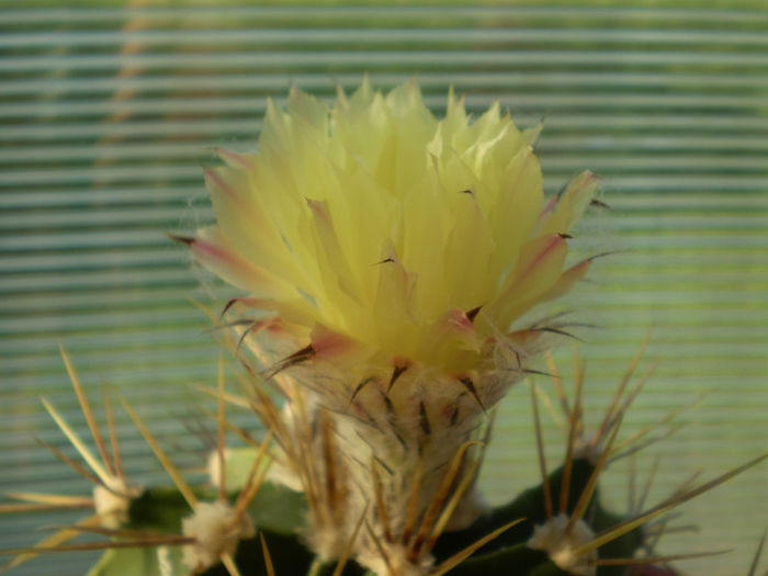 Astrophytum ornatum