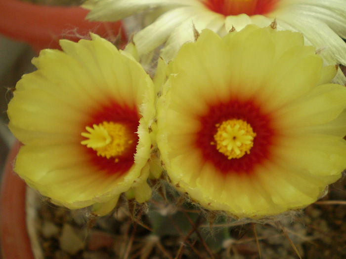 Astrophytum capricorne