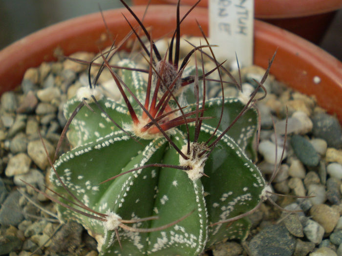 Astrophytum capricorne