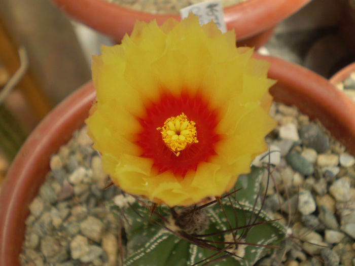 Astrophytum capricorne - Astrophytum 2013