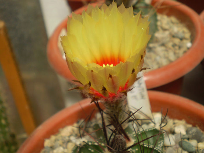 Astrophytum capricorne - Astrophytum 2013