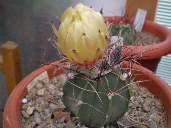 Astrophytum capricorne v aureum - Astrophytum 2013