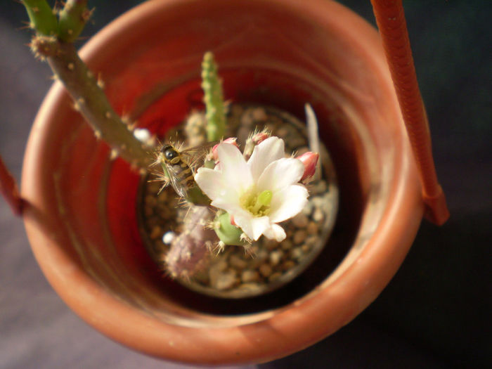 Austrocylindropuntia salmiana v albiflora