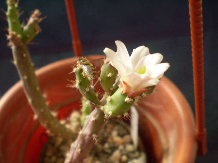 Austrocylindropuntia salmiana v albiflora - Austrocylindropuntia 2013