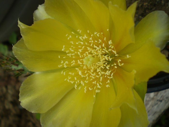 P6270173 - Opuntia hardy 2013