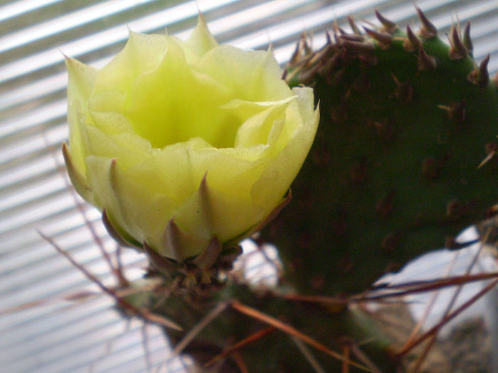 P6110032 - Opuntia hardy 2013