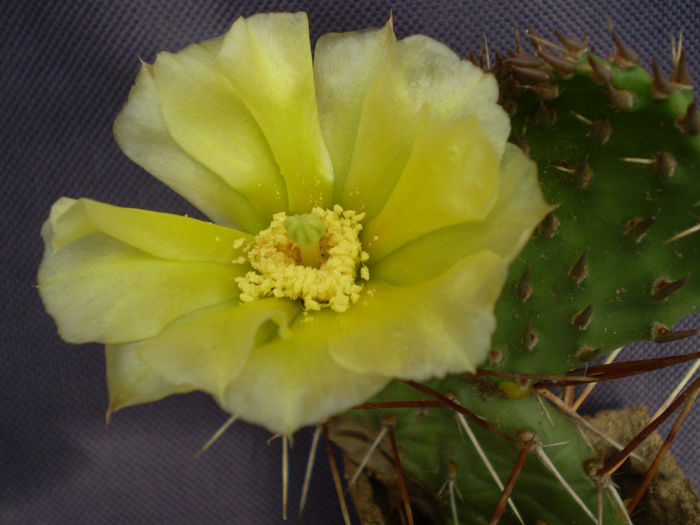 P6120067 - Opuntia hardy 2013