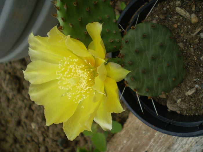 P6270172 - Opuntia hardy 2013