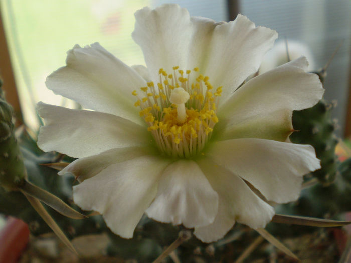 Tephrocactus articulatus