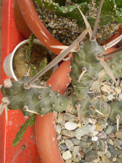Tephrocactus articulatus - Tephrocactus