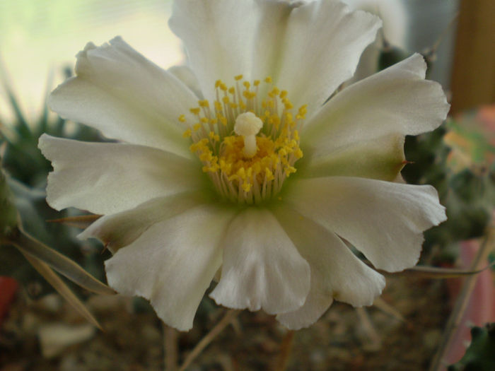 Tephrocactus articulatus - Tephrocactus