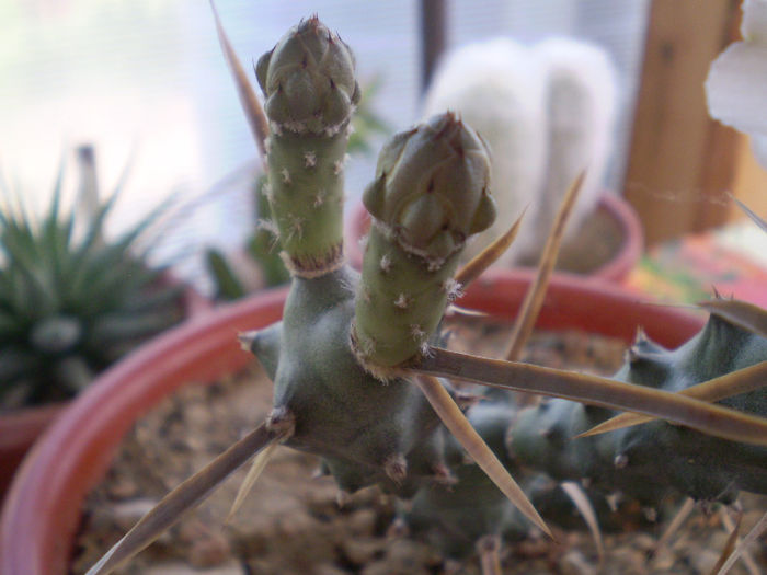 Tephrocactus articulatus