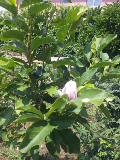 magnolie in iulie - vara 2013