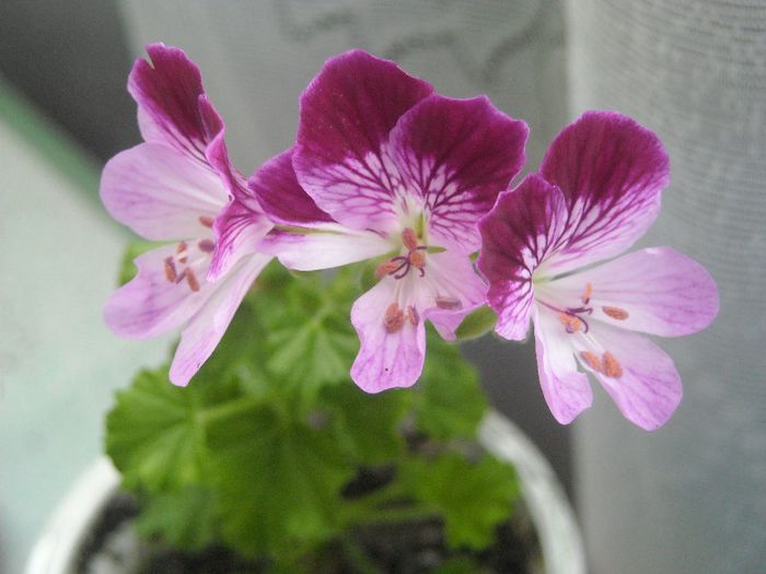  - 0 Din florile mele