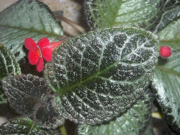  - 0 Din florile mele