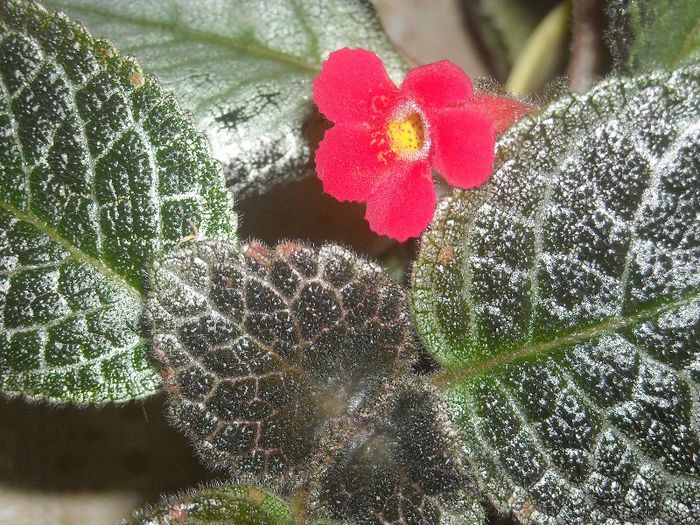  - 0 Din florile mele