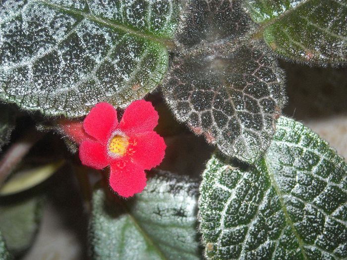  - 0 Din florile mele