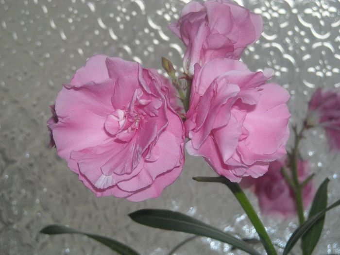  - 0 Din florile mele