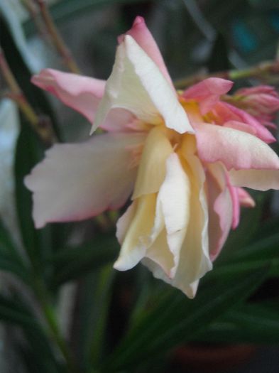  - 0 Din florile mele