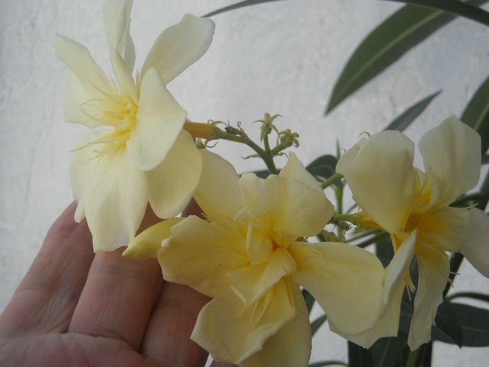 Oasis - 0 Din florile mele