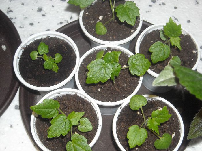 Abutiloni din seminte " de departe ". - 0 Din florile mele