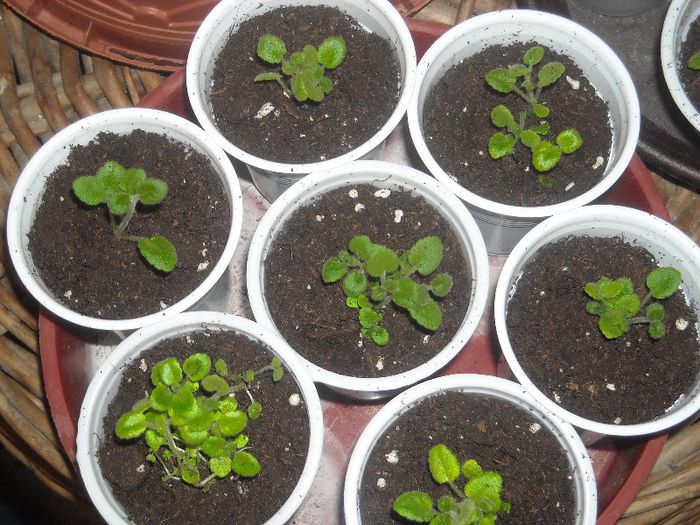 Sinningii din seminte. Mery, ce zici ? Am sanse cu ele ? - 0 Din florile mele