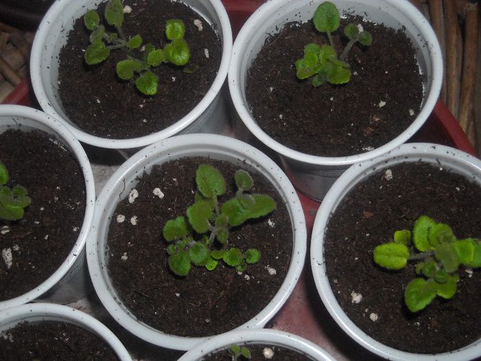 Multumesc ! - 0 Din florile mele