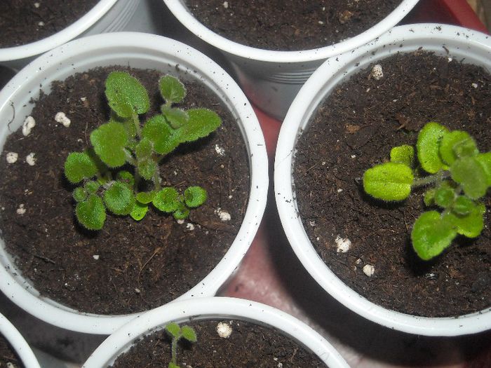  - 0 Din florile mele