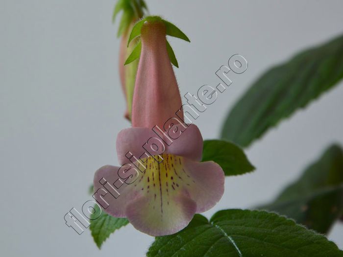 Sinningia EW s Pink Pearl - GLOXINIA _ SINNINGIA__NEWS 2013