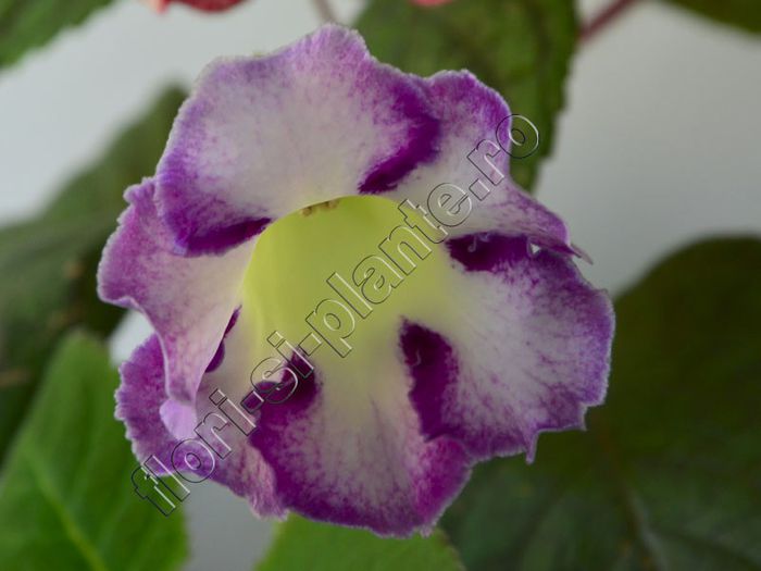 Gloxinia Sweet cream - GLOXINIA _ SINNINGIA