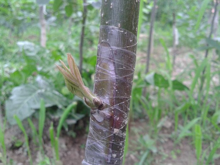 Altoit la inceput de iunie - chip budding