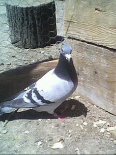 F,  PL 2008