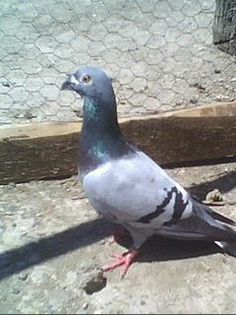 AU, BRC 2001