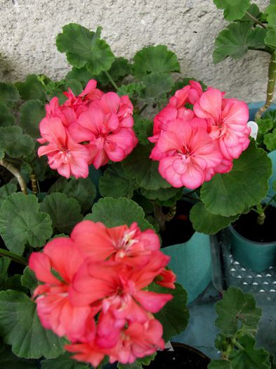 coral pink 2