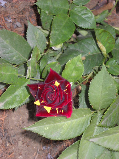 10..07.013 pierdut - TRANDAFIR 2013-2020