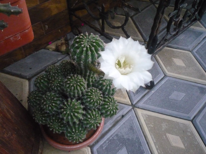 original 569 - aaaaCactusi si suculente 2013