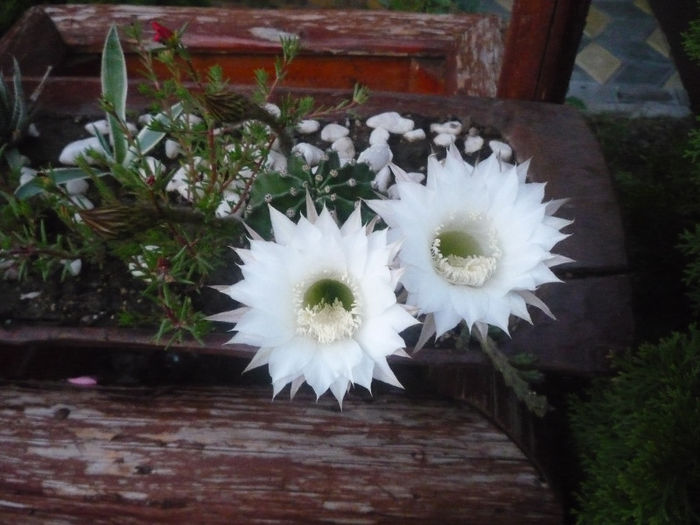 original 570 - aaaaCactusi si suculente 2013