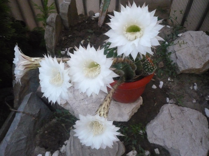 original 571 - aaaaCactusi si suculente 2013