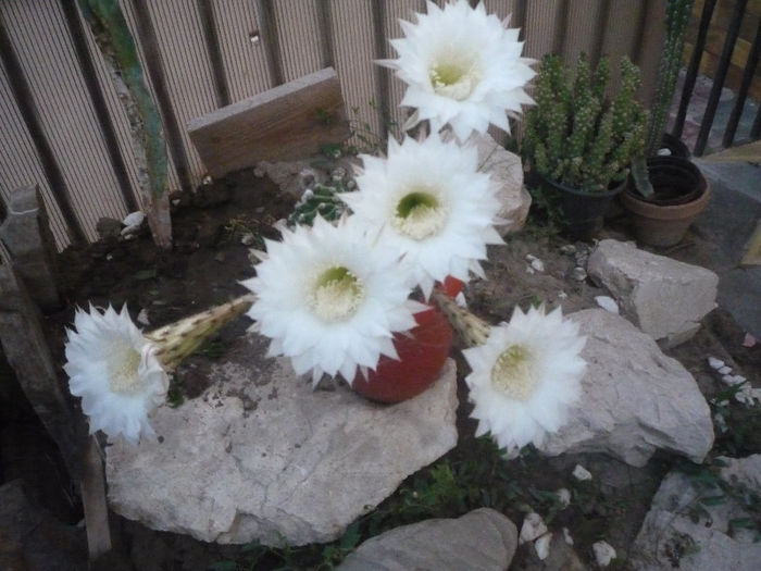 original 572 - aaaaCactusi si suculente 2013