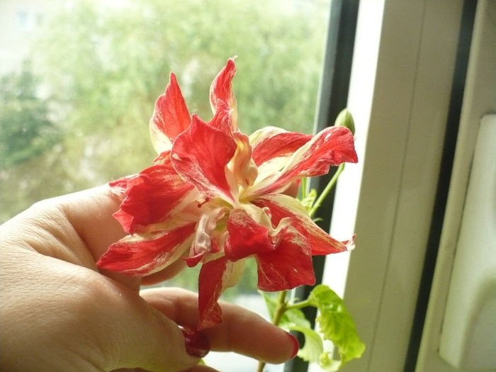 Baptistii 10.07.2013 prima floare inflorita in cursul saptamanii