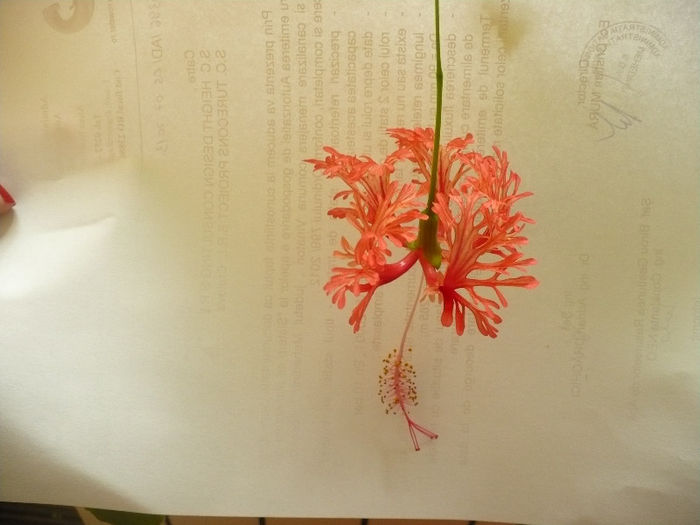 Schizopetalus 10.07.2013 -prima floricica