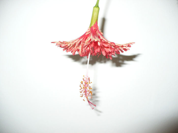 Schizopetalus 10.07.2013 - a ramas fara frunze si varf de crestere - Hibiscus 2013