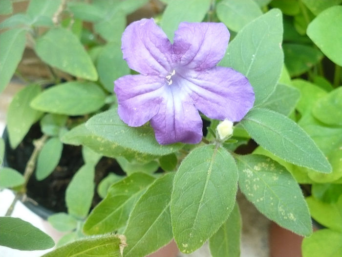 Ruelia humilis 10.07.2013 - Plante de interior 2013