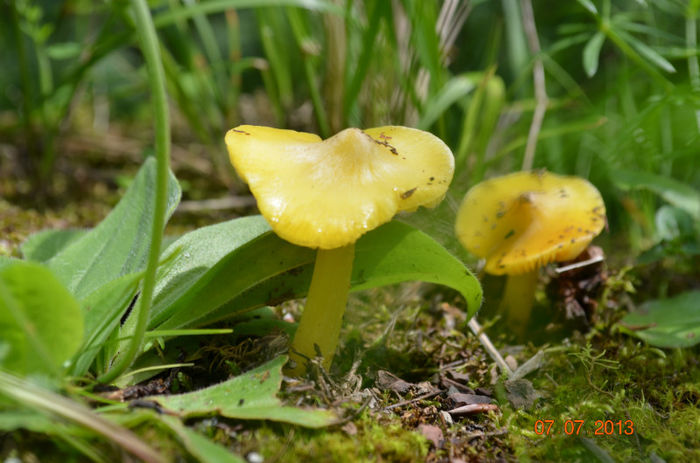 DSC_8857 - Lepsa-Vrancea
