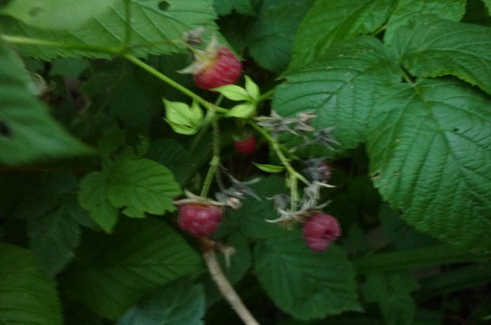 P1040475 - 3-Pomi fructiferi