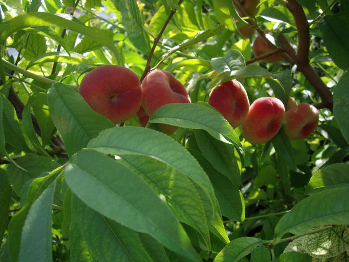 Filip-piersica plata