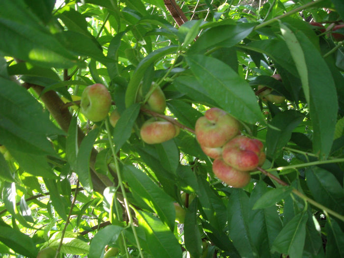 Liana-nectarina plata