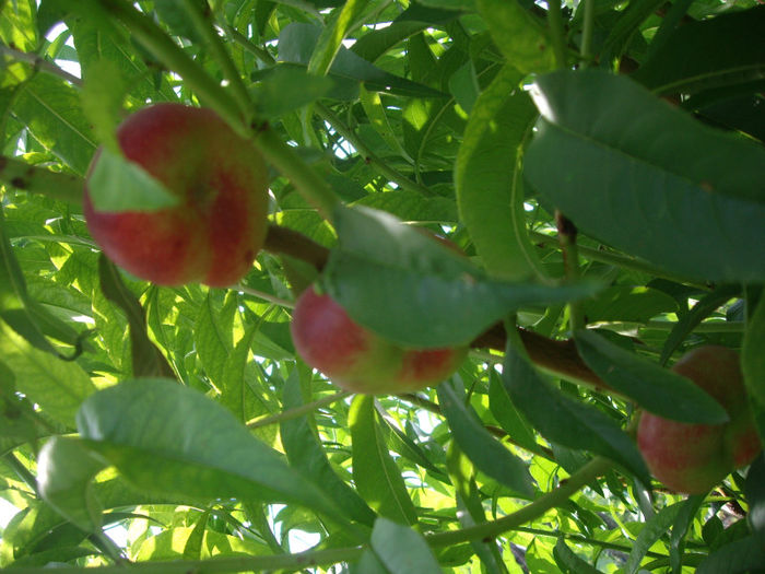 Liana-nectarina plata