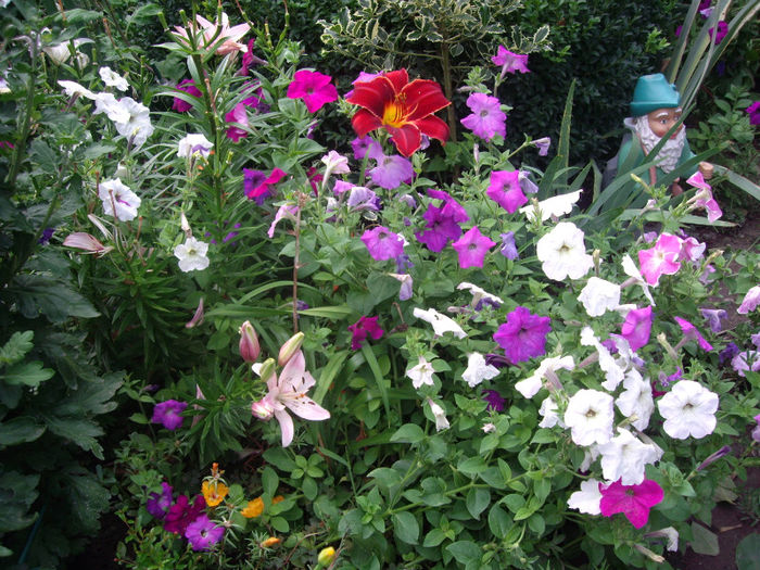 IMGP5151 - trandafiri si peisaje 2013-3