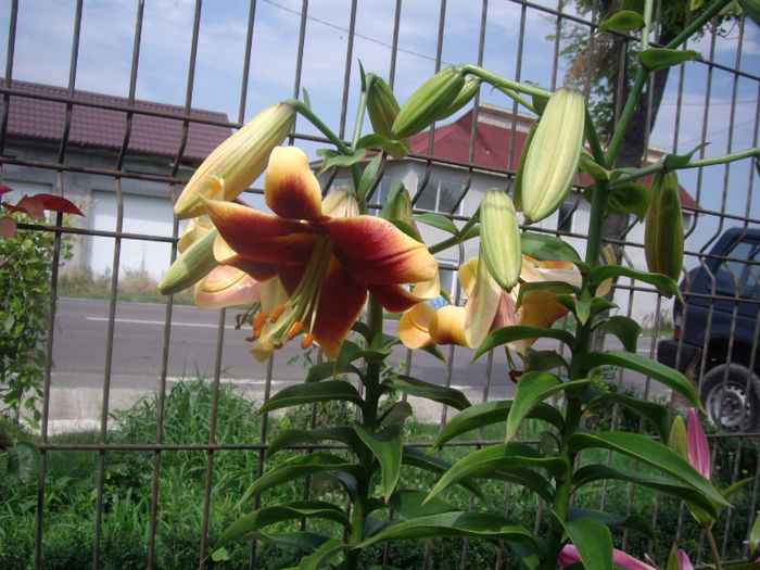 IMGP5153 - trandafiri si peisaje 2013-3